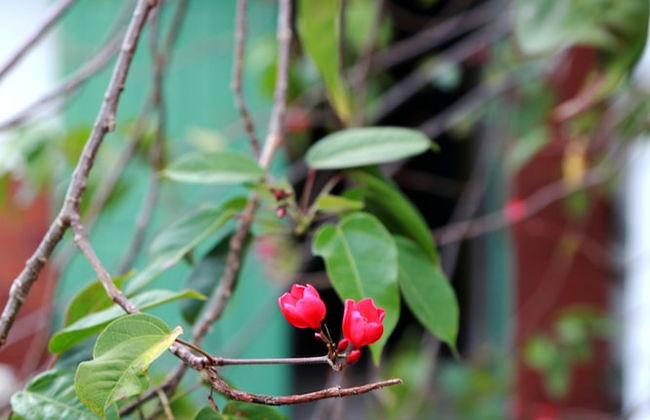 Millsborough Guest Apartments - Foto 16