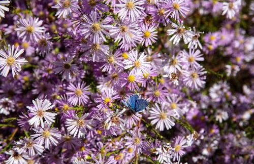 ROSTAGNI1834: VILLA WITH 2 APTS AND POOL IN THE BAROLO REGION - Foto 16