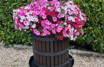 Assisi, la Noce - Foto 17