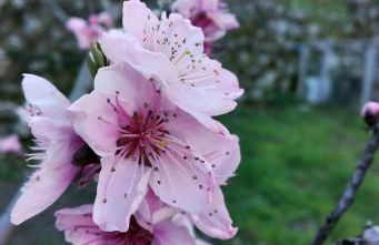 La terra dei ciliegi tra l'Etna e il mare di Taormina - Foto 52