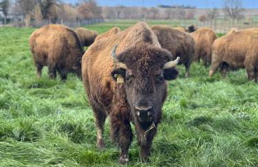 Terra dei Bisonti - Foto 27