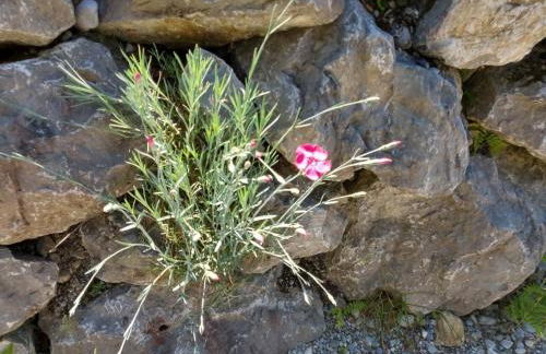 Chalet am kleinen See - Foto 25