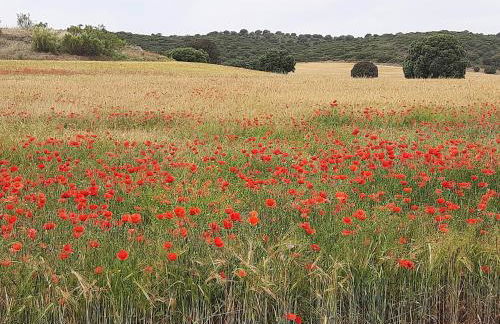 La Cachumba - Foto 36