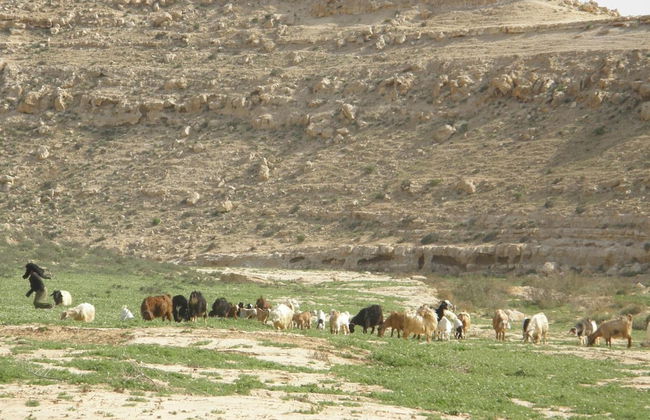 Hadass Desert Inn - Foto 28