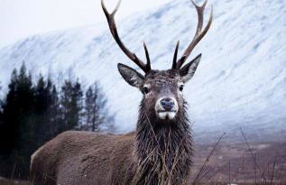 Ash, Birch and Rowan Self Catering Cabins - Photo 53