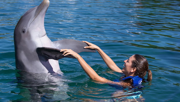 Nado con delfines + Xel-Há - Foto 3