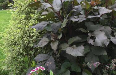 One Slade Gardens - Foto 21