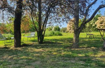 Les fruitiers de la Sulpiciere le myrobolan - Foto 12