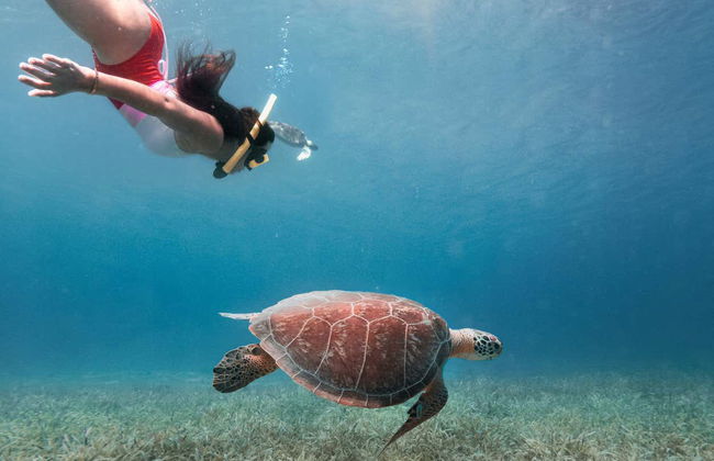 Snorkel en Isla Culebra - Foto 6
