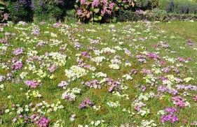 Gadenhaus-für Ferien&Business am Bodensee - Photo 1