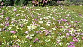 Gadenhaus-für Ferien&Business am Bodensee - Foto 1, Garden, Garden view