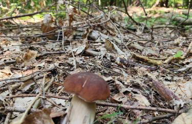 Modrzewiowy Zakątek z balią - Foto 46