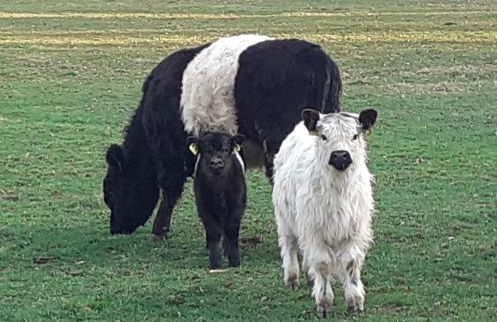 Ferienwohnung Kerstenhof - Foto 27