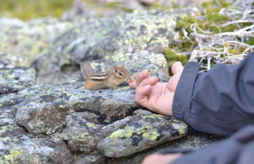 Private Cabin on 1.7 acres w/ Fireplace White Mtns - Photo 34