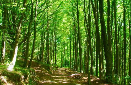 Ivy Cottage - Foto 19