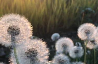 Grants Cottage, Brackley - Foto 6