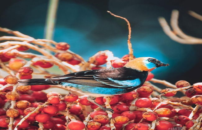 1-Bedroom Near Pool - Photo 22