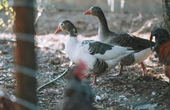 Monte do Pomar - Foto 34