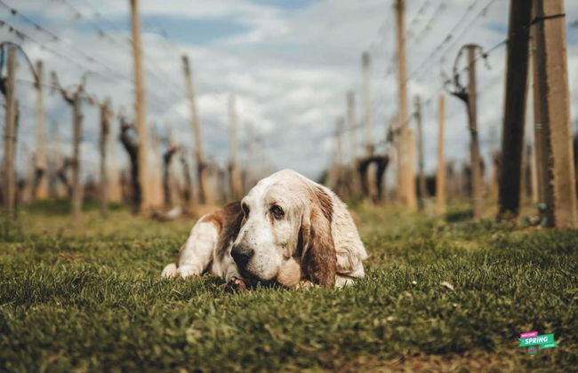 Hedonistic Vineyard Estate With Hot Tub - Foto 24