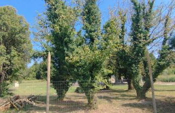 Mas en Provence - Photo 61