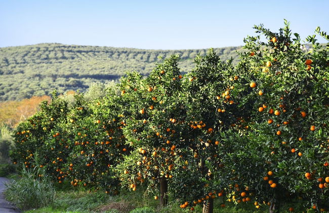 Conte Marino Villas - Foto 60