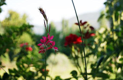 To Spiti - Pelion House - Foto 50