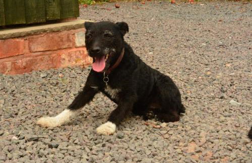 Pine Tree Lodge, Bridgnorth - Foto 90