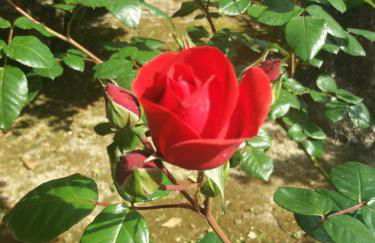 Giardino delle rose - Foto 17