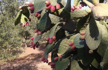 Tenuta La Spezia - Foto 48