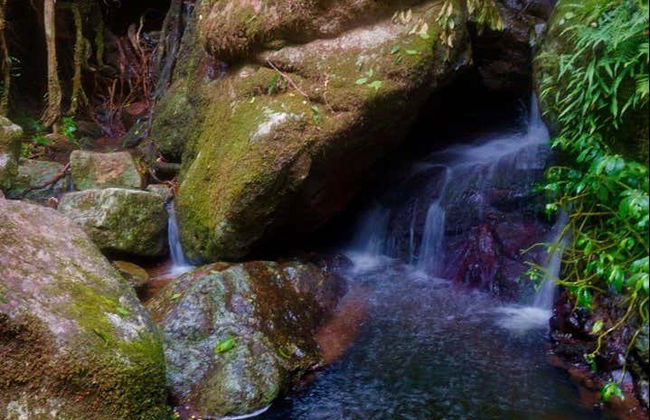 Tour serale delle Glow Worm Caves - Foto 6