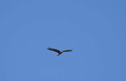 Broadlea Cottage - Photo 8