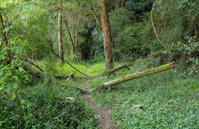 Amazing Riverside Retreat With Hot Tub & Ecopool - Foto 18