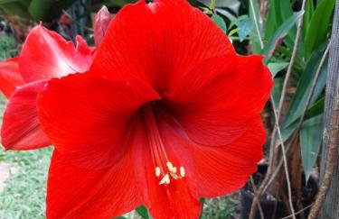 Chalé Pakere Bellavista - visão magnífica do vale e montanhas a mais de mil metros de altitude, wi-fi, sauna, piscina e água de nascente - locação do chalé sem prestação de serviços - Foto 68