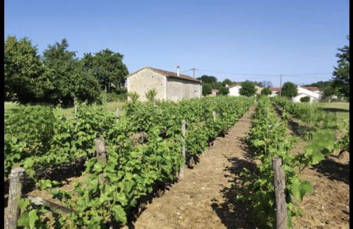 Gite Vigne - stay on a vineyard, overlooking the vines in this 2 bedroomed gite - Foto 2