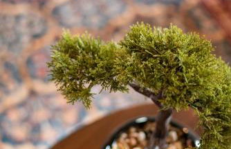 Bilbos Cottage 3 bed 2 and a half bath home in College Hill - Foto 63