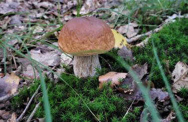 Apartamenty Promyk Wisełka - Foto 79