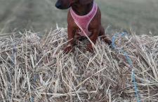 Żurawisko - Domki wśród natury - Foto 44