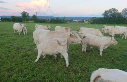 Ferienwohnung Gutshof in Seenähe - Foto 29