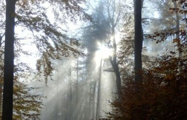 Holiday Apartment at the Linden Tree - Foto 12