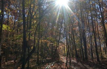 Radiant Forest Vacation Rental Haven Near Piney River, Tennessee - Foto 36