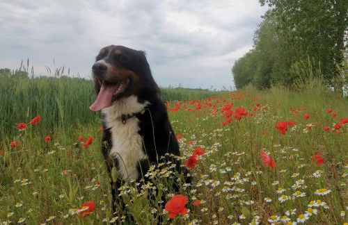 Gemütliche Ferienwohnung unterm Reetdach - Foto 29