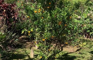 Sítio Bosque Magico - Foto 45