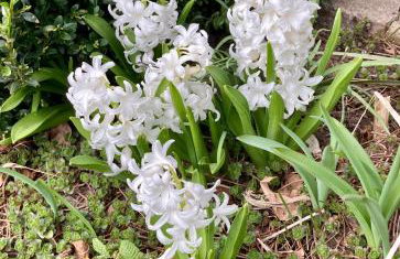 Glenbrae House 3 bedrooms near Nantwich with countryside views on private driveway - Foto 25