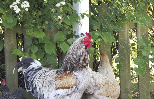 Granelunds Bed & Country Living - Foto 16