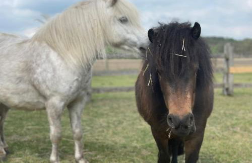 Urlaub auf dem Land - Foto 17