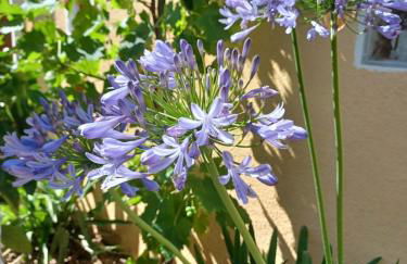 Lou Bagnou Mi-Clos - Foto 24