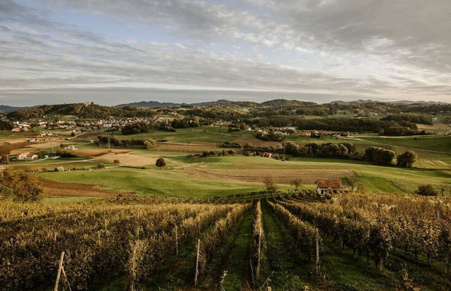 Vineyard cottage Zdolšek - Foto 17