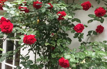 Ferienhaus Atelier am Südhang - Foto 16