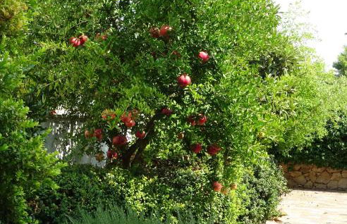 Il MELOGRANO - Foto 21