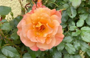 Appartementhof Stadler - Foto 29